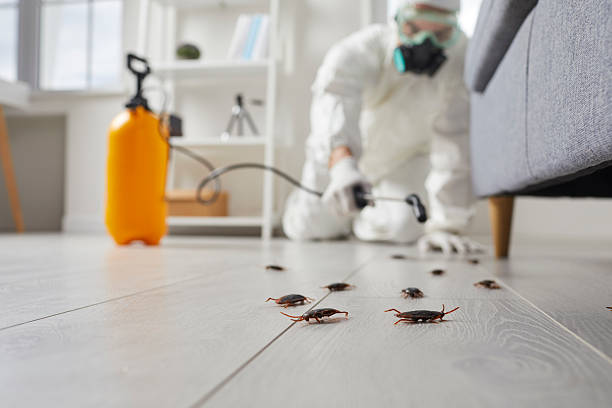 Affordable Termite Control solutions in Early, TX